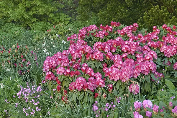 502405 - Yakushima rhododendron (Rhododendron degronianum subsp. yakushimanum 'Fantastica')