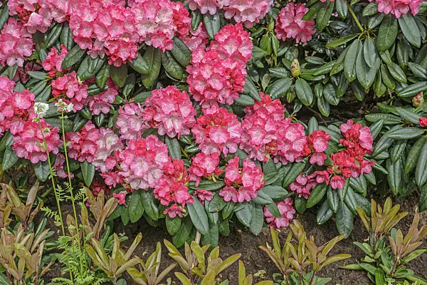 558212 - Yakushima rhododendron (Rhododendron degronianum subsp. yakushimanum 'Fantastica')