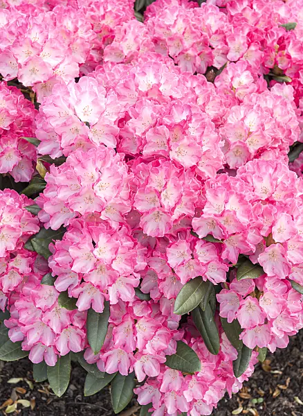 638237 - Yakushima rhododendron (Rhododendron degronianum subsp. yakushimanum 'Fantastica')