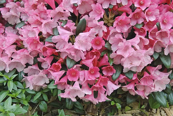502406 - Yakushima rhododendron (Rhododendron degronianum subsp. yakushimanum 'Florkissen')
