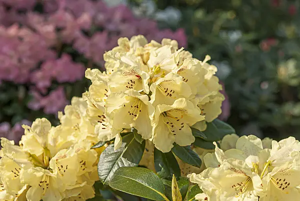 651467 - Yakushima rhododendron (Rhododendron degronianum subsp. yakushimanum 'Goldprinz')