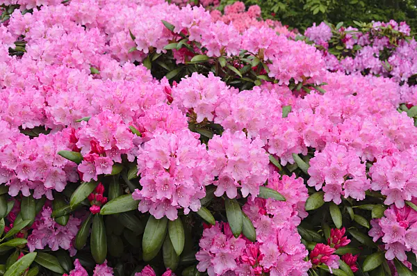 520375 - Yakushima rhododendron (Rhododendron degronianum subsp. yakushimanum 'Hachmann's Polaris')