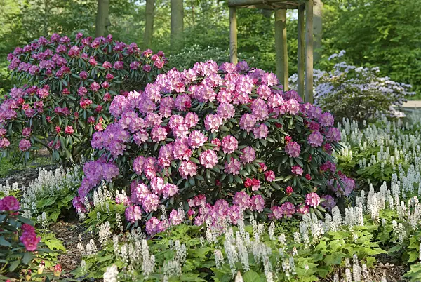 502407 - Yakushima rhododendron (Rhododendron degronianum subsp. yakushimanum 'Kalinka')