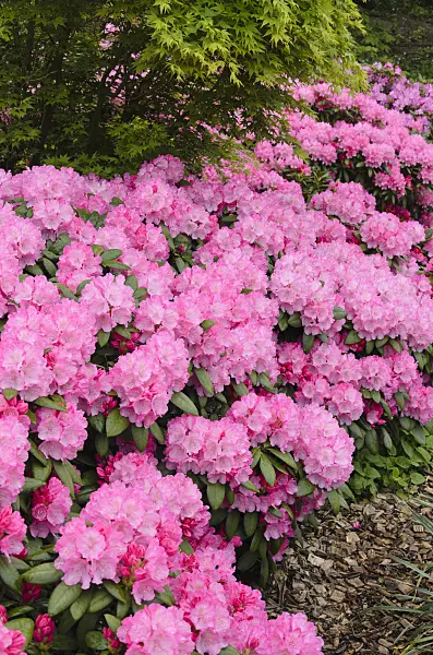 520372 - Yakushima rhododendron (Rhododendron degronianum subsp. yakushimanum 'Kalinka')