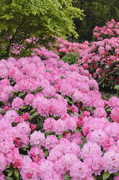 520376 - Yakushima rhododendron (Rhododendron degronianum subsp. yakushimanum 'Kalinka')
