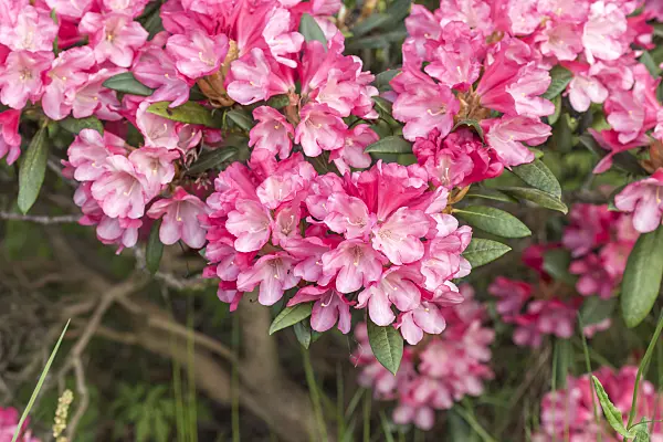 638252 - Yakushima rhododendron (Rhododendron degronianum subsp. yakushimanum 'Kerstine')