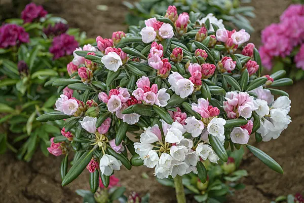 575311 - Yakushima rhododendron (Rhododendron degronianum subsp. yakushimanum 'Koichiro Wada')