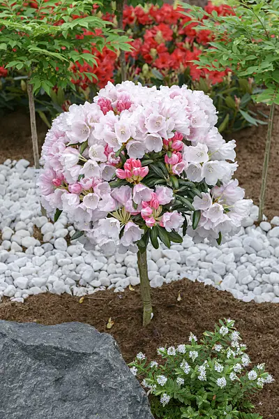 575312 - Yakushima rhododendron (Rhododendron degronianum subsp. yakushimanum 'Koichiro Wada')
