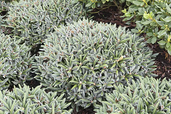 651470 - Yakushima rhododendron (Rhododendron degronianum subsp. yakushimanum 'Koichiro Wada'')