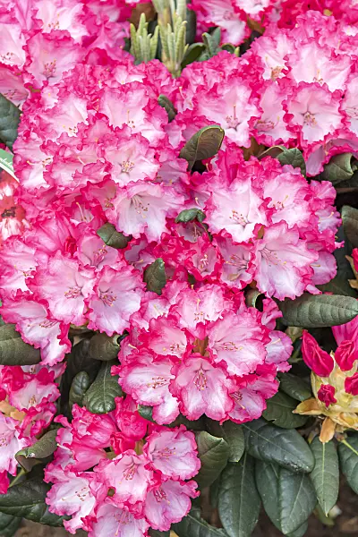 638302 - Yakushima rhododendron (Rhododendron degronianum subsp. yakushimanum 'Kokette')