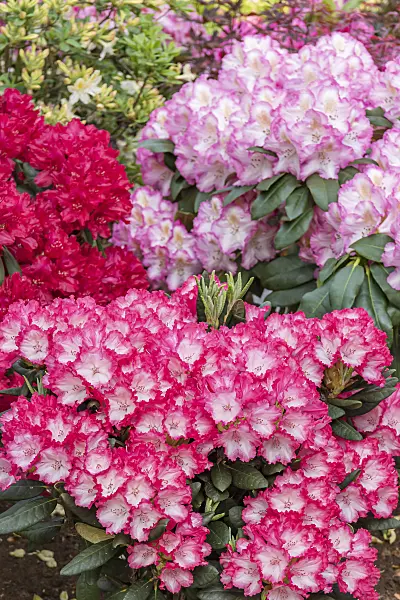 638301 - Yakushima rhododendron (Rhododendron degronianum subsp. yakushimanum 'Kokette') and large-flowered rhododendron hybrid (Rhododendron Blinklicht and Rhododendron Saskia)
