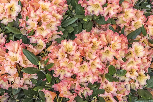 625341 - Yakushima rhododendron (Rhododendron degronianum subsp. yakushimanum 'Lullaby')