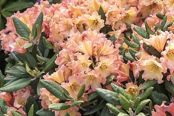 638257 - Yakushima rhododendron (Rhododendron degronianum subsp. yakushimanum 'Lullaby')