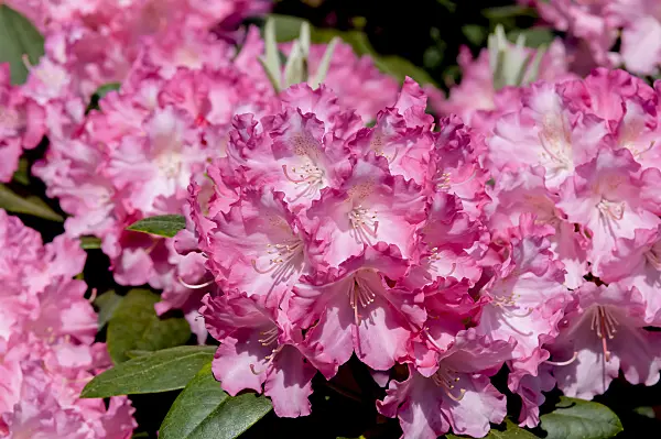 593178 - Yakushima rhododendron (Rhododendron degronianum subsp. yakushimanum 'Marlis')