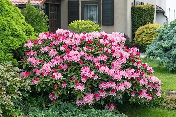 664368 - Yakushima rhododendron (Rhododendron degronianum subsp. yakushimanum 'Marlis')