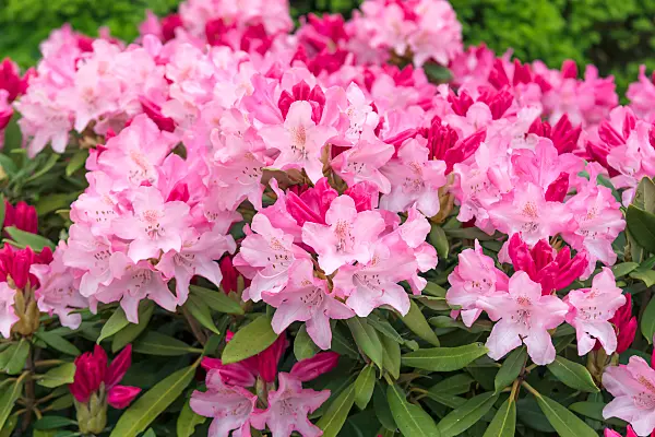 664369 - Yakushima rhododendron (Rhododendron degronianum subsp. yakushimanum 'Marlis')