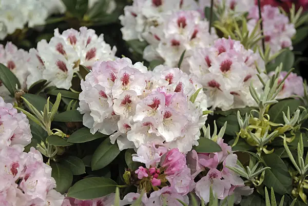 490136 - Yakushima rhododendron (Rhododendron degronianum subsp. yakushimanum 'Nicoletta')