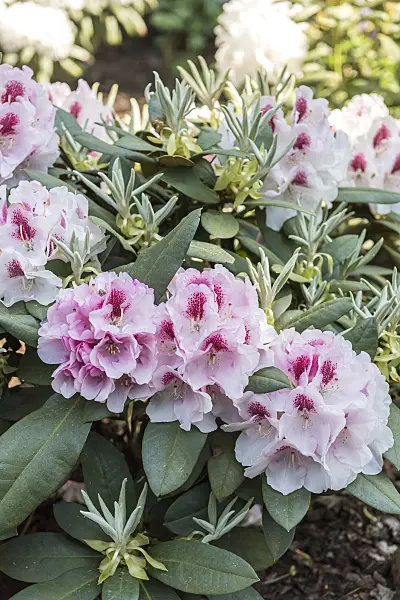 638264 - Yakushima rhododendron (Rhododendron degronianum subsp. yakushimanum 'Nicoletta')