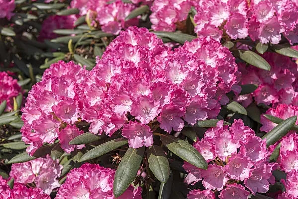 638265 - Yakushima rhododendron (Rhododendron degronianum subsp. yakushimanum 'Ninotschka')