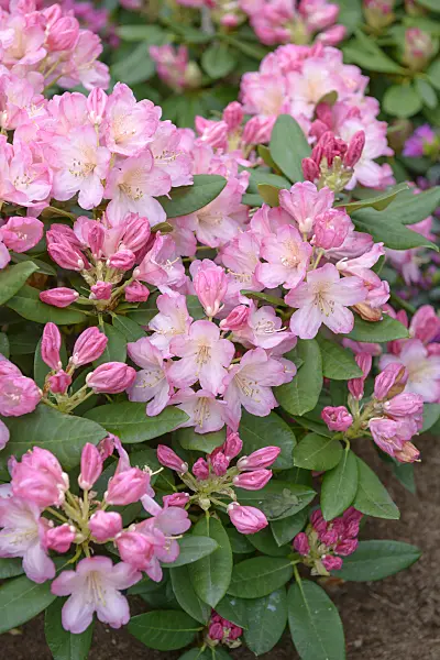 558221 - Yakushima rhododendron (Rhododendron degronianum subsp. yakushimanum 'Percy Wiseman')