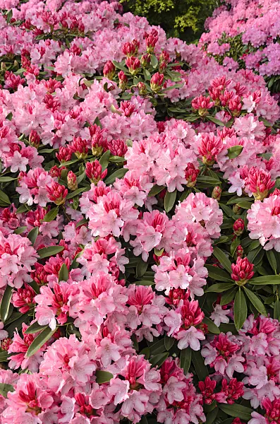 520404 - Yakushima rhododendron (Rhododendron degronianum subsp. yakushimanum 'Pink Cherub')
