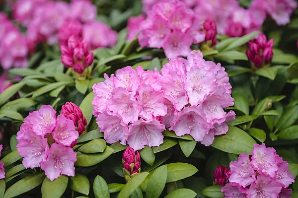 593180 - Yakushima rhododendron (Rhododendron degronianum subsp. yakushimanum 'Polaris')