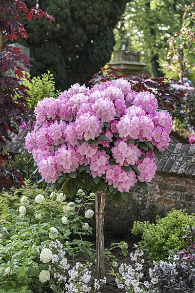 638268 - Yakushima rhododendron (Rhododendron degronianum subsp. yakushimanum 'Polaris')