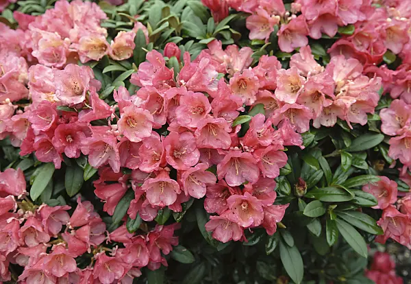 454073 - Yakushima rhododendron (Rhododendron degronianum subsp. yakushimanum 'Rumpelstielzchen')