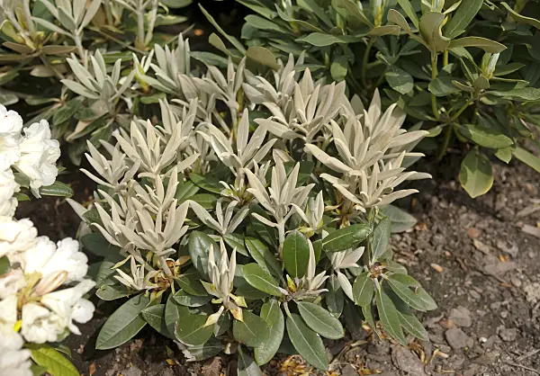 490137 - Yakushima rhododendron (Rhododendron degronianum subsp. yakushimanum 'Silbervelours')