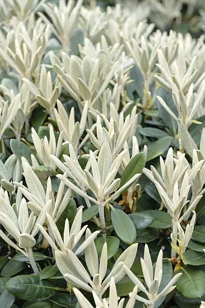 593183 - Yakushima rhododendron (Rhododendron degronianum subsp. yakushimanum 'Silbervelours')