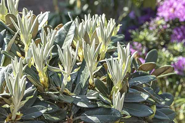 638284 - Yakushima rhododendron (Rhododendron degronianum subsp. yakushimanum 'Silbervelours')