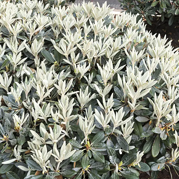638285 - Yakushima rhododendron (Rhododendron degronianum subsp. yakushimanum 'Silbervelours')