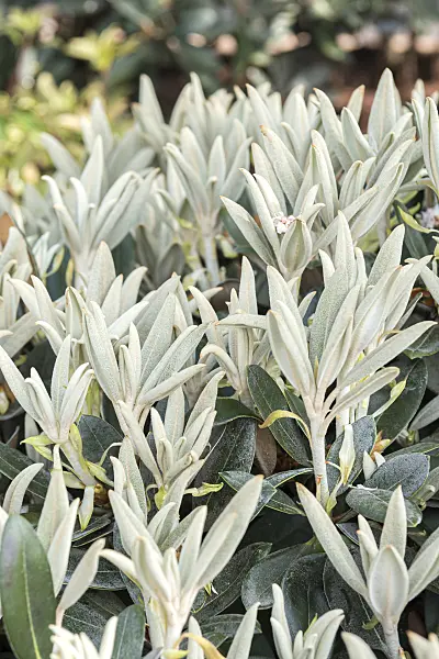 638286 - Yakushima rhododendron (Rhododendron degronianum subsp. yakushimanum 'Silbervelours')