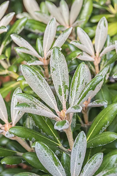 638287 - Yakushima rhododendron (Rhododendron degronianum subsp. yakushimanum 'Silbervelours')