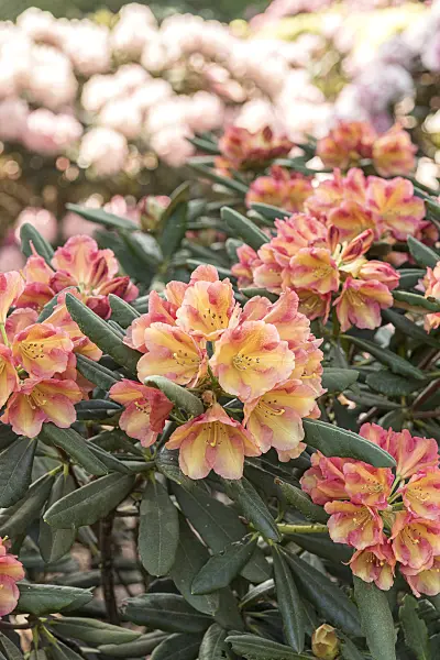 638295 - Yakushima rhododendron (Rhododendron degronianum subsp. yakushimanum 'Valencia')