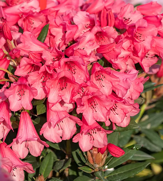 664376 - Yakushima rhododendron (Rhododendron degronianum subsp. yakushimanum 'Winsome')