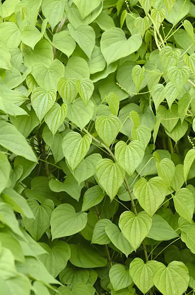 496144 - Yam (Dioscorea balcanica)