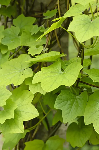 520456 - Yam (Dioscorea balcanica)