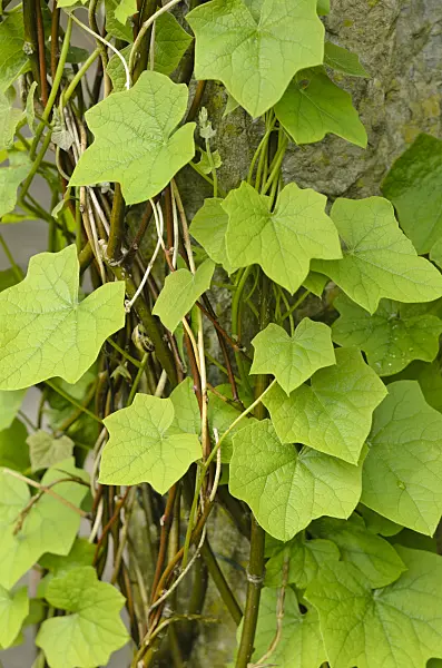 520457 - Yam (Dioscorea balcanica)