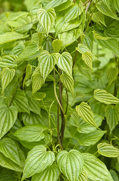 520458 - Yam (Dioscorea caucasica)