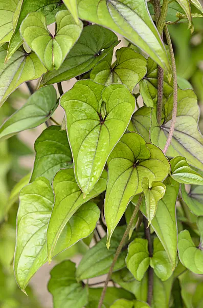 521175 - Yam (Dioscorea japonica)