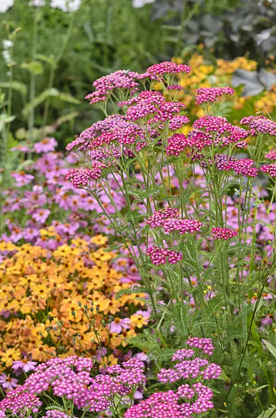 534413 - Yarrow (Achillea)