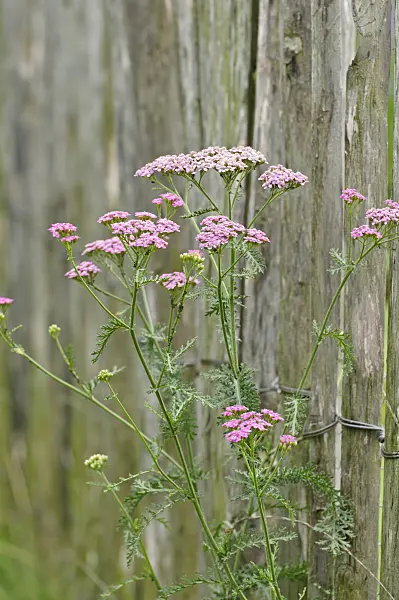 486178 - Yarrow (Achillea) at a wooden fence