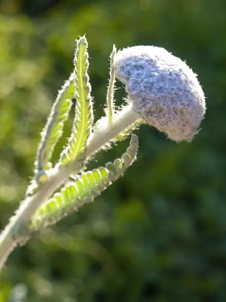 425099 - Yarrow (Achillea clypeolata)