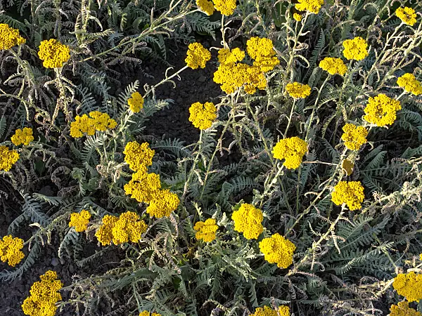 439001 - Yarrow (Achillea clypeolata)