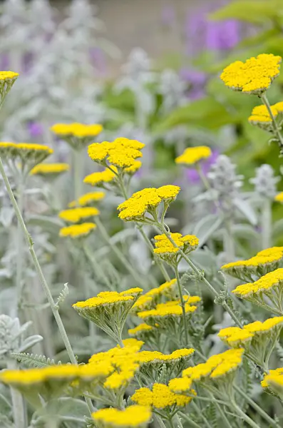 521067 - Yarrow (Achillea clypeolata)
