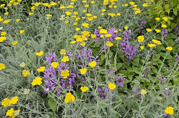 521066 - Yarrow (Achillea clypeolata) and big betony (Stachys macrantha)