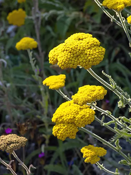 461170 - Yarrow (Achillea coarctata)