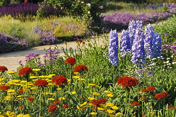 379088 - Yarrow (Achillea), Maltese cross (Lychnis chalcedonica syn. Silene chalcedonica) and larkspur (Delphinium elatum)