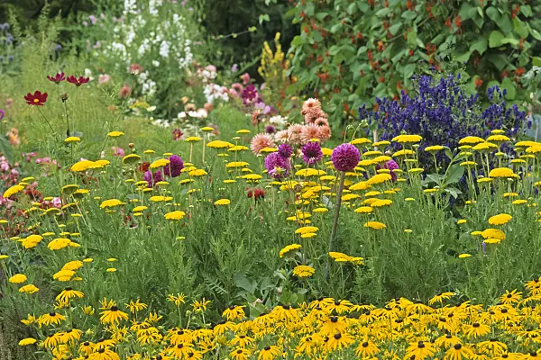 428274 - Yarrow (Achillea), orange cone flower (Rudbeckia fulgida) and dahlia (Dahlia)
